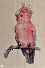 Load image into Gallery viewer, Native Birds
